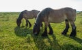 Two grazing Belgian horses Royalty Free Stock Photo