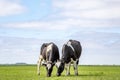 Two grazing black and white cows, their heads side by side in a pasture under a blue sky and a faraway straight horizon Royalty Free Stock Photo