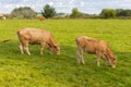 Two grazing cows in the meadow. Pair of cows in the field. Cattle farm. Pasture concept. Domestic animal.