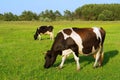 Two grazing cows in a row