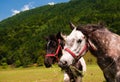 Two grazing horses close-up. Royalty Free Stock Photo