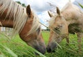 Two Grazing Horses Eating Grass and Touching Noses Royalty Free Stock Photo