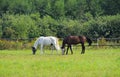 Two grazing horses Royalty Free Stock Photo