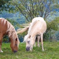 Two grazing horses Royalty Free Stock Photo