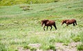 Two grazing horses at summertime Royalty Free Stock Photo