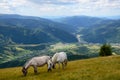 Two grazing horses Royalty Free Stock Photo