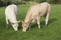 Two grazing light Jersey cows
