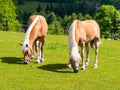 Two grazing palomino horses Royalty Free Stock Photo