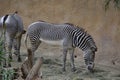 Two Grazing Zebras Royalty Free Stock Photo