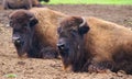 Two american bison chilling at the safari Royalty Free Stock Photo