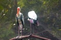 Two Great Asian Painted Storks perched    on a  tree branch          india         India Royalty Free Stock Photo