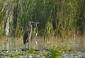 Two Great Blue Heron bird standing in misty morning Royalty Free Stock Photo