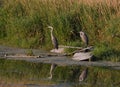 Two Great Blue Heron bird standing along edge of river Royalty Free Stock Photo