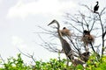 Two Great blue heron chicks in nest Royalty Free Stock Photo