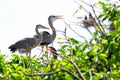 Two Great blue heron chicks standing in nest Royalty Free Stock Photo