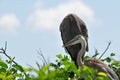 Two Great blue heron young in nest Royalty Free Stock Photo