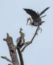 Two Great Blue Herons Royalty Free Stock Photo