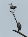 Two Great Blue Herons Royalty Free Stock Photo