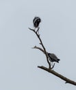 Two Great Blue Herons Royalty Free Stock Photo