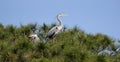 Two Great Blue Herons Bonita Beach Florida Royalty Free Stock Photo