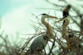 Two great blue Herons in breeding plumage in nest Royalty Free Stock Photo