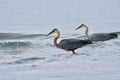 Two great blue herons fish in the waves near shore