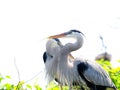 Two Great Blue Herons in nest Royalty Free Stock Photo