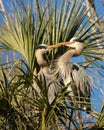 Two great blue Herons in nest Royalty Free Stock Photo