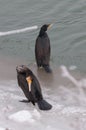 Two great cormorants grooming on the ice Royalty Free Stock Photo