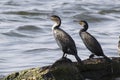Two great cormorants sitting on rocks Lake Victoria
