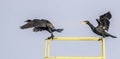 Two great cormorants starts to fly Royalty Free Stock Photo