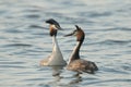 Two Great Crested Grebe\'s on the water in courtship display Royalty Free Stock Photo