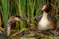 Two Great crested grebe with young