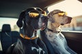 Two Great Dane dogs in sunglasses riding in a car Royalty Free Stock Photo