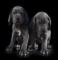 Two great dane puppy purebreds on black Royalty Free Stock Photo