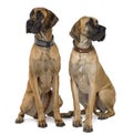 Two Great Danes, sitting and looking away Royalty Free Stock Photo