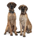 Two Great Danes sitting and looking at the camera Royalty Free Stock Photo