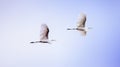 Two Great egret birds Ardea alba flying Royalty Free Stock Photo