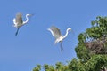 Two Great Egrets (Ardea alba) Building a Nest