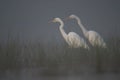 Great egrets looking for fish Royalty Free Stock Photo