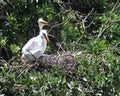 Two great egrets