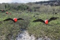 Two great Frigate Birds