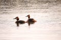 Two Great Grebes feeding their chicks Royalty Free Stock Photo