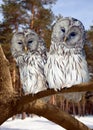 Two Great Grey Owls in winter Royalty Free Stock Photo