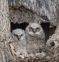 Two Great Horned Owl nest with two cute owlets Royalty Free Stock Photo