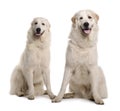 Two Great Pyreness or Pyrenean Mountain Dogs Royalty Free Stock Photo