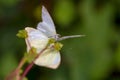 Two great southern white butterflies copulating