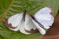 Two great southern white butterfly in different steps of the courtship III Royalty Free Stock Photo