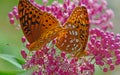 Two Great Spangled Fritillary Butterflies feeding on pink Milkweed. Royalty Free Stock Photo