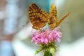 Two great spangled fritillary butterflies on one pink flower Royalty Free Stock Photo